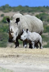 Wall murals Rhino White rhino in the park Solio in Kenya.