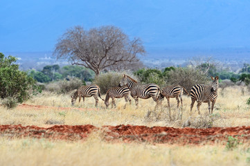 Obraz premium Zebra in the Masai Mara