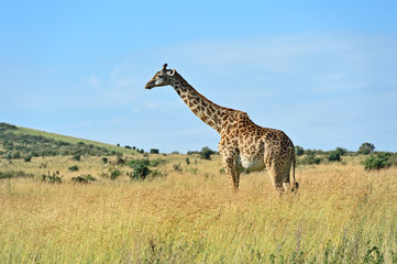 Giraffe in the African savannah