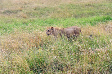 Fototapeta premium Portrait of young Lion