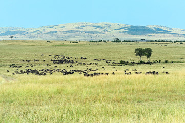 Fototapeta na wymiar Wildebeest in Masai Mara