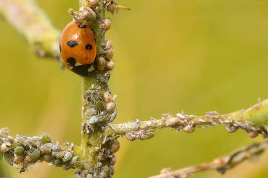 Coccinelle d&eacute;vorant des pucerons