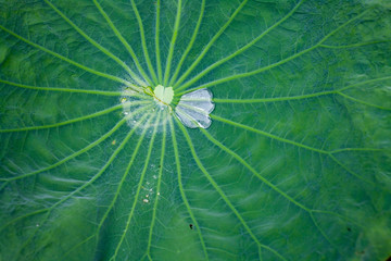 lotus leaf