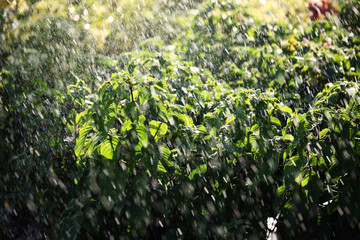 watering plant