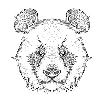 The poster with the image panda portrait. Hand draw vector illustration.
