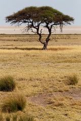 Large Acacia tree in the open savanna plains Africa
