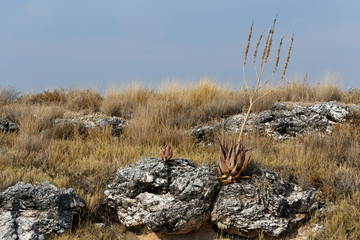 flowering aloe in the Etosha desert