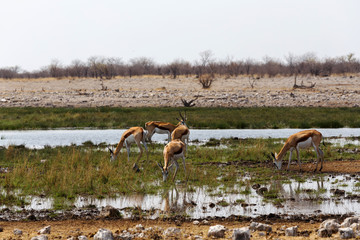herd of springbok on waterhole