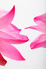 lotus petal on white background.