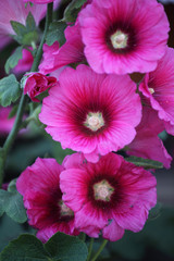 hollyhock flower