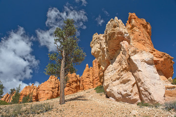 Fototapeta premium Bryce Canyon National Park, Utah, United States