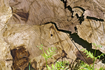 Schnittfläche eines Baumstammes