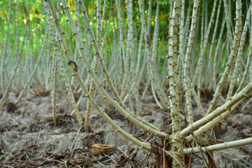 Obraz premium Tapioca plantation
