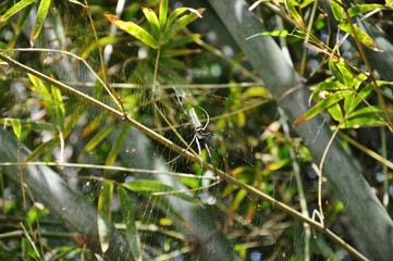 Pfui Spinne