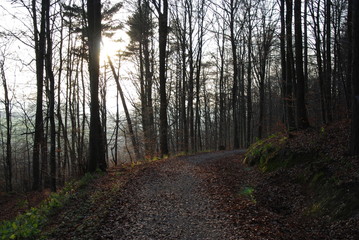 Fototapeta premium Wald