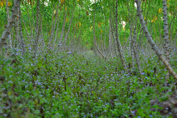 Tapioca plantation