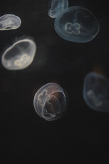 Obraz na płótnie Canvas creature bank of jellyfish, beautiful sea creatures at the botto