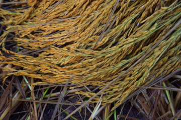 Rice in the harvest season