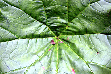 Leaf / Big green leaf