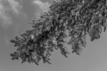 Blue spruce twig with buds against a gray stormy sky. Black and white photo
