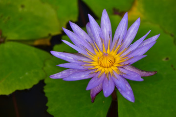 Thai lotus