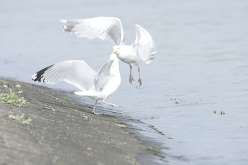 Nordsee Möwen