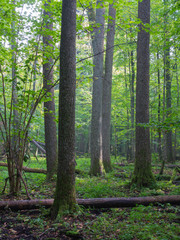 Summertimel misty morning in the forest