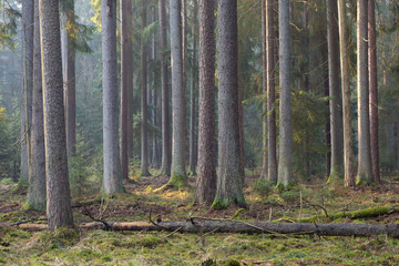 Fototapeta premium Sunbeam entering rich coniferous forest