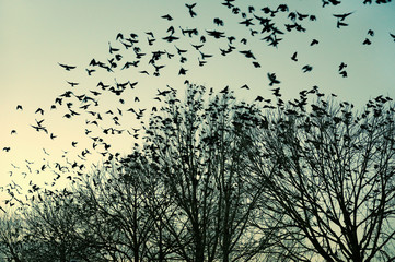 Jackdaws flying to their  collective sleeping place, The Netherl