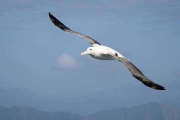 Flying wandering  albatross, New Zealand