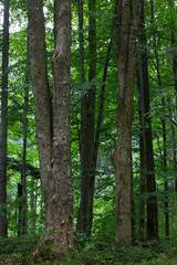 Fototapeta premium Natural mixed stand of Bieszczady Mountain region