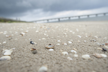 Nordsee Muschel Strand