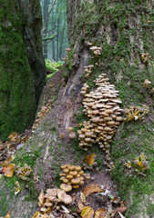 Bunch of autumnal Honey Fungus