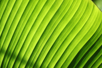 fresh banana leaf