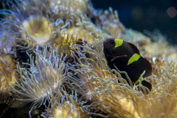 Naklejka na ściany i meble clownfish in coral bank in the sea