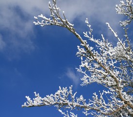 Verschneite Zweige eines Laubbaumes im Winter