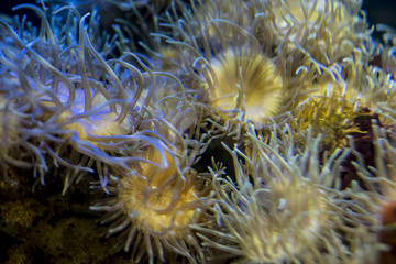 Naklejka na ściany i meble reefs, clownfish in coral bank in the sea