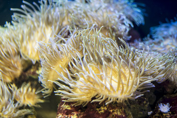 Naklejka na ściany i meble ocean, clownfish in coral bank in the sea