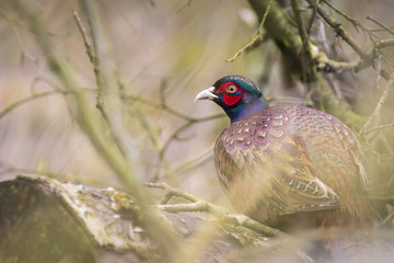 Common pheasant (Phasianus colchicus) hiding in a forest
