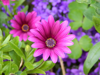 Obraz premium Blume