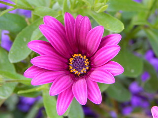 Fototapeta premium Blume