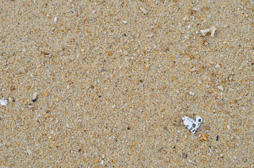 Sand beach with sea shell texture background.