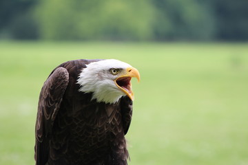 American eagle screaming in the nature