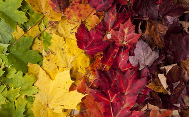Naklejka na ściany i meble Gradient of Fall Colored Maple Leaves