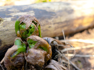 Fiddleheads Sprouting, baby Ferns, Edible at early stages