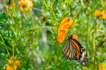 Monarch butterfly feeding on cosmos flower