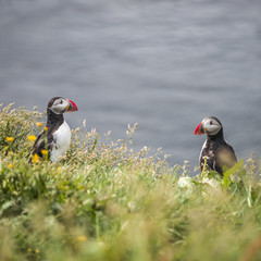  Icelandic puffins at remote islands, Iceland, summer, 2015