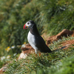  Icelandic puffins at remote islands, Iceland, summer, 2015