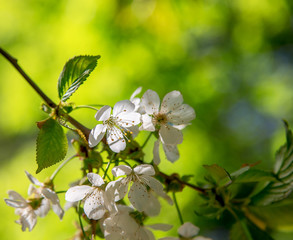springtime cherry tree