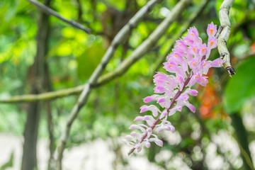 Beautiful pink orchid in garden